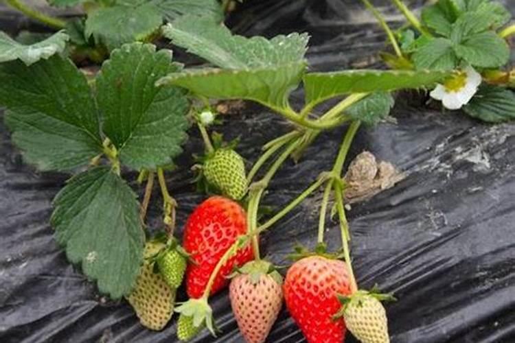 黄皮果树施什么肥