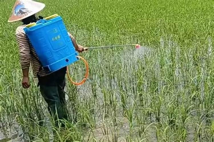 大棚茄子怎么施肥,施什么肥好