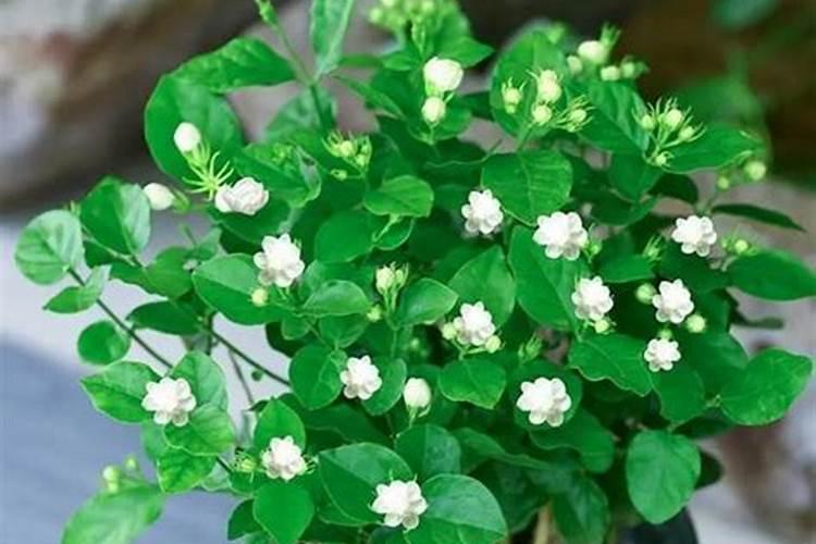 碱性有机肥有哪些