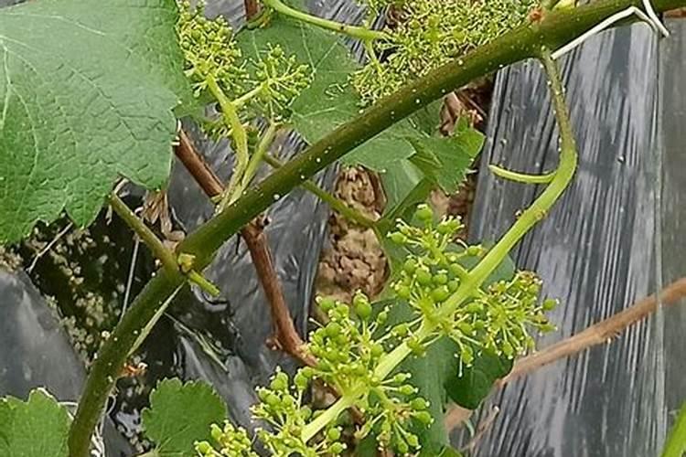 油菜花期管理与施肥