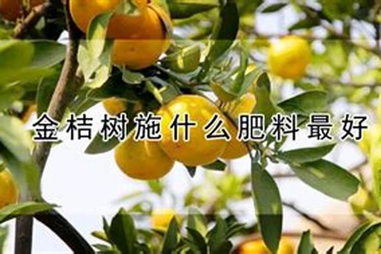 什么是悬浮液体水溶肥？开金悬浮液体水溶肥效果咋样？