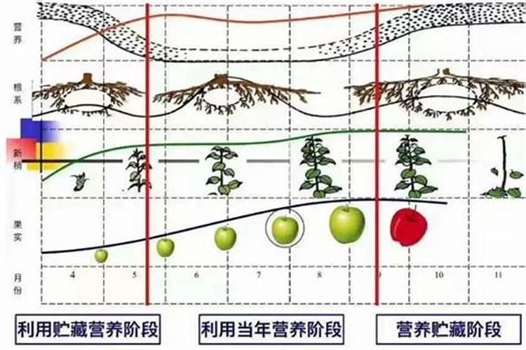 果树用水溶肥好还是复合肥好