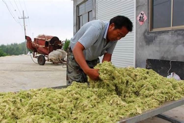 枸杞子也能吃吗