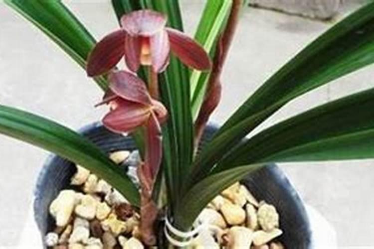 中国前十矿源黄腐酸钾是哪几家？