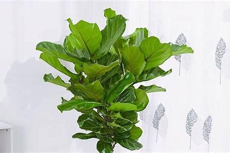 矿源黄腐酸钾十大品牌