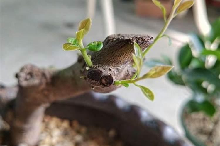 长寿花叶子发红是怎么回事