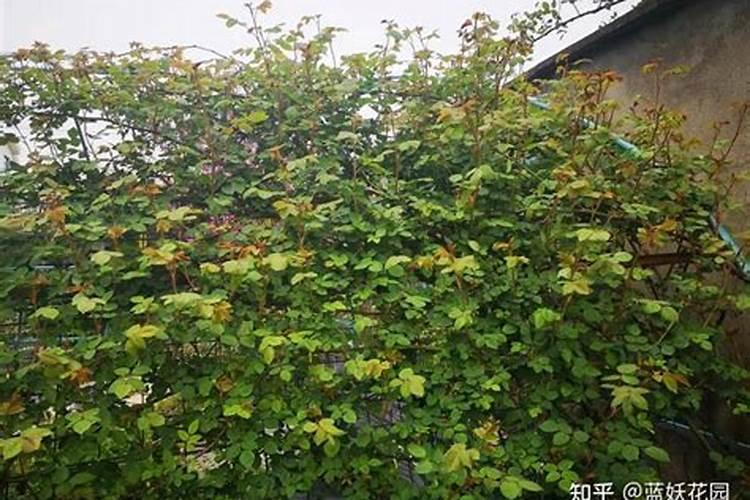 花卉叶面肥多久喷一次 花卉叶面肥喷洒频率是多久？