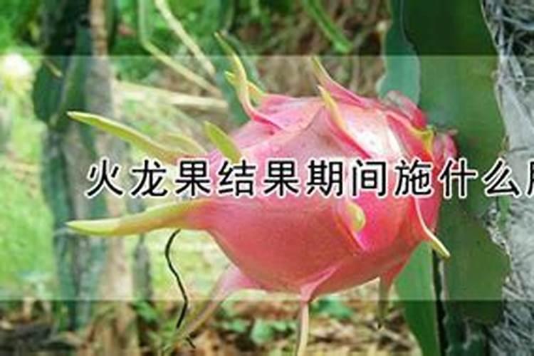 什么叶面肥能使苗木长高？