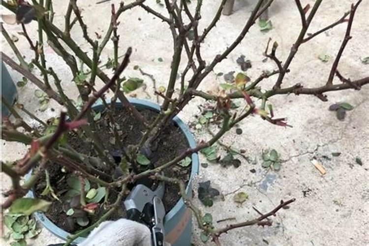 草缸养鱼x水产养殖的化学反应