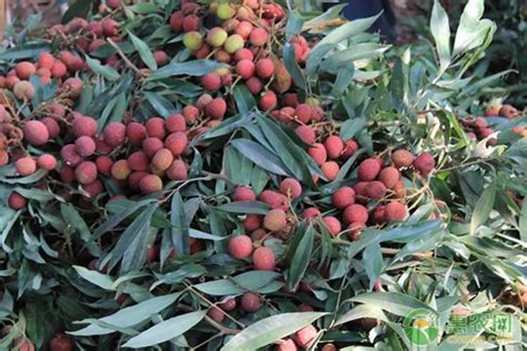 玉米后期多久浇一次水