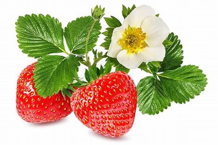 棉花施肥多久浇一次水