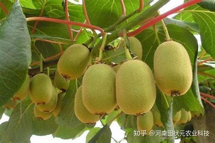 什么花喜欢骨粉肥哪些花适合用骨粉