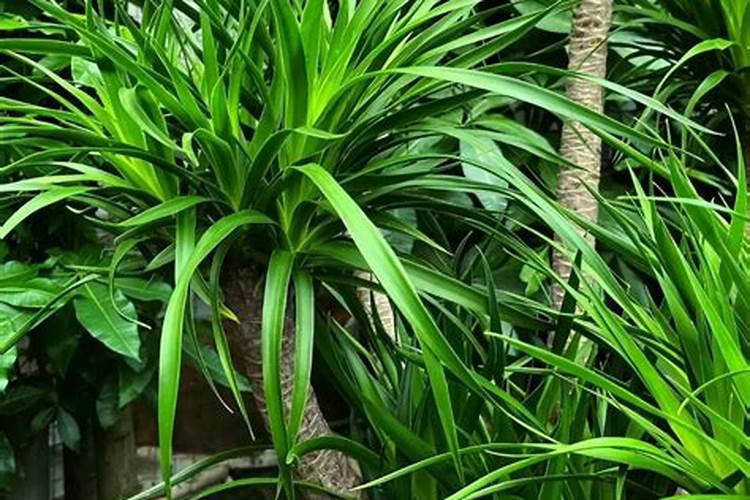 花椒保花保果用什么水溶肥好？花椒用什么肥料长得好？