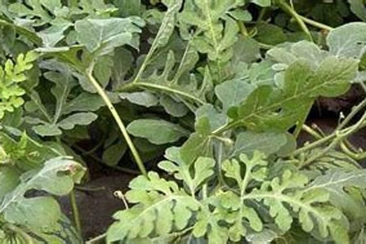 种植西瓜,主要步骤是什么？