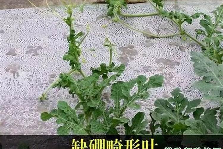想提高西瓜的产量,应该怎样施肥比较好？