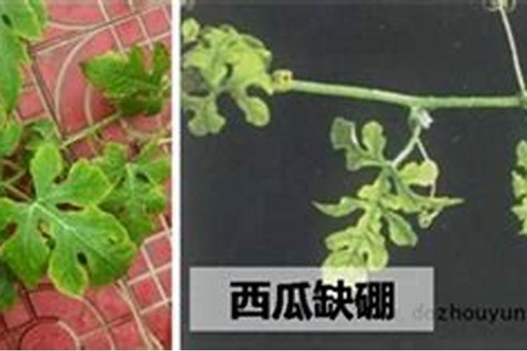 一亩地用多少硼肥