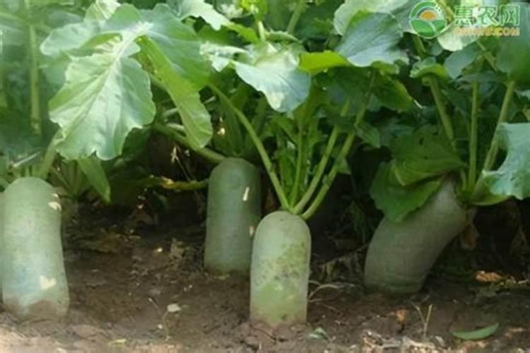种植秋萝卜需要什么肥 施肥原则有哪些