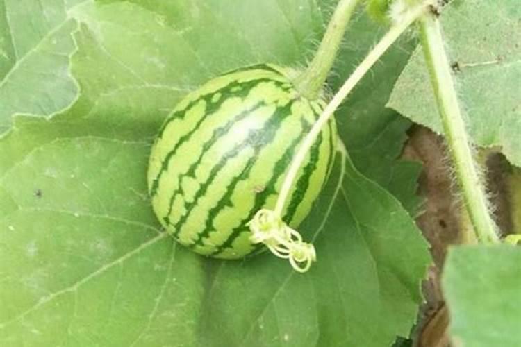 肥水该如何钓鱼？饵料的配置和味型是重点,老钓友教你一招!