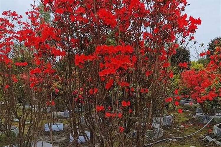 甜菜高产施肥技巧