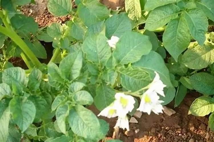 种植马铃薯需要在什么时候施肥