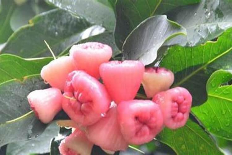 怎样才能让莲雾开花结果