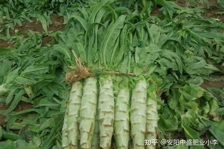 要让莴笋长得又粗又大需要用什么肥