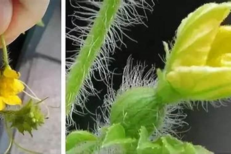 多效唑的使用方法是什么？