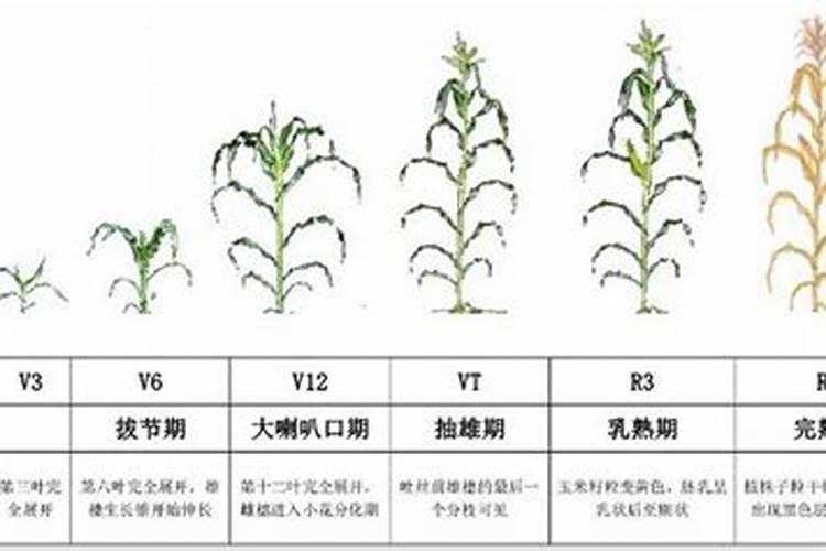 玉米出穗还可追尿素和氯化钾吗