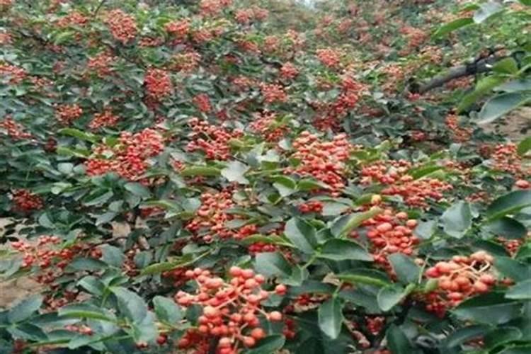 花椒保花保果用什么水溶肥好？花椒用什么肥料长得好？