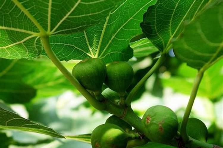 硝态氮肥正确使用方法