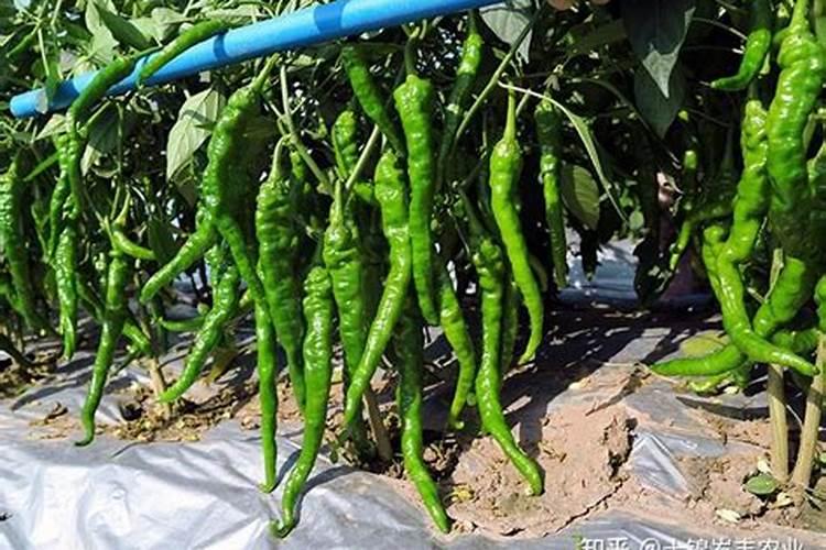 为什么夏天种植辣椒要补硼？硼有什么用？