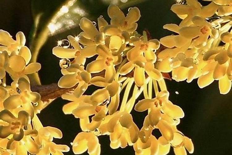 微量元素在农业中竟然有这么重要作用,大家千万不能忽视!