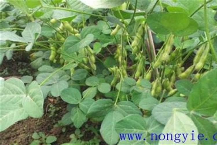 大豆用什么肥料追肥