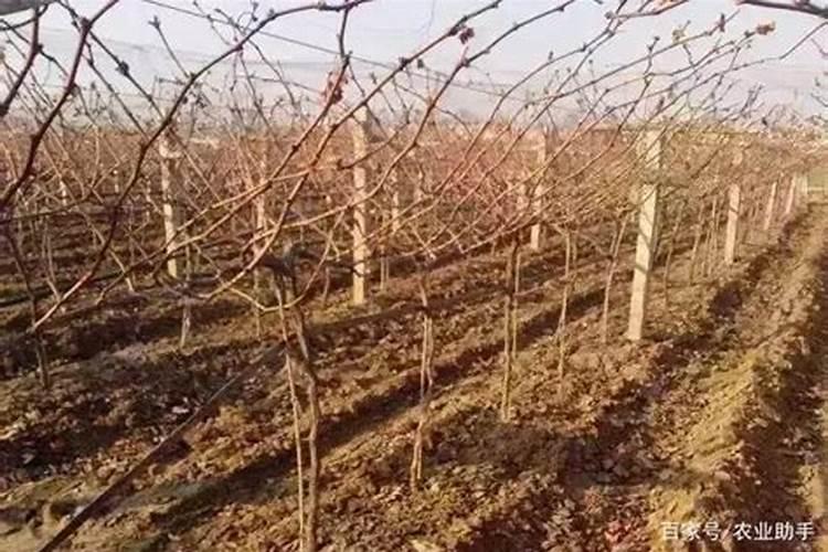 磷肥有哪些品种