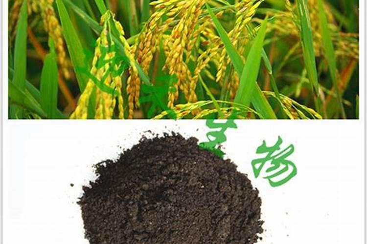 茶园如何使用磷肥？