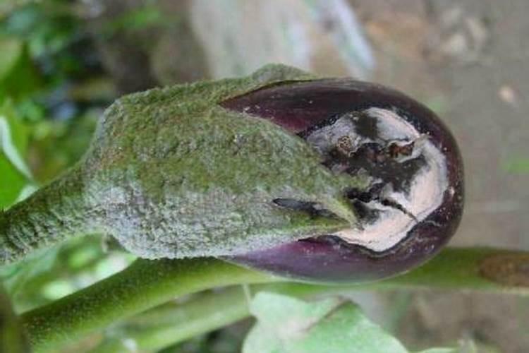 农药的种类有哪些？