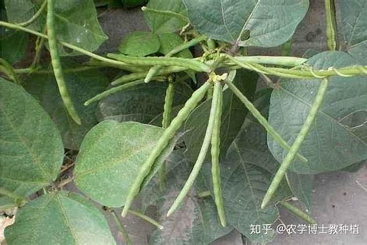 黄瓜喷什么叶面肥茎杆粗壮