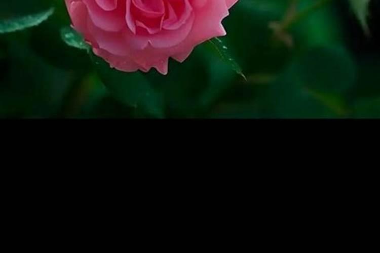 蔷薇花施肥施什么肥料