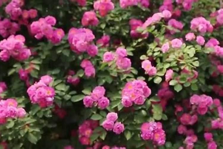 蔷薇花怎么施肥