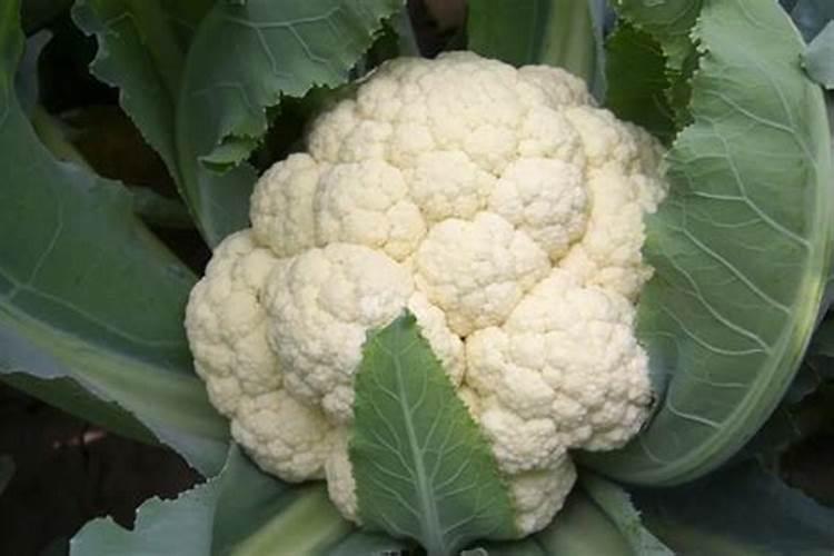 花菜什么时候种植？花菜怎么种植