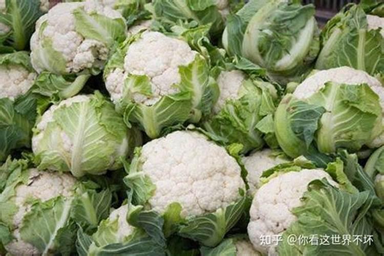 夏季种植菜花技术