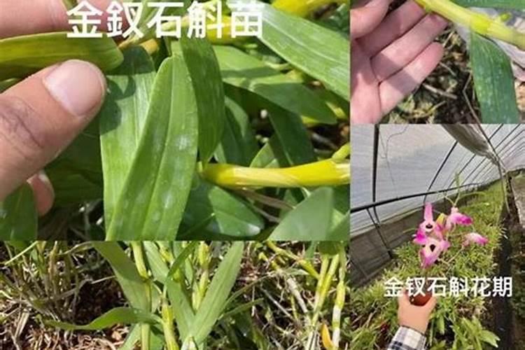 脲铵氮肥和尿素的区别(脲铵氮肥是什么)