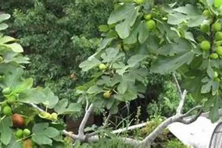 无花果树用什么肥料好