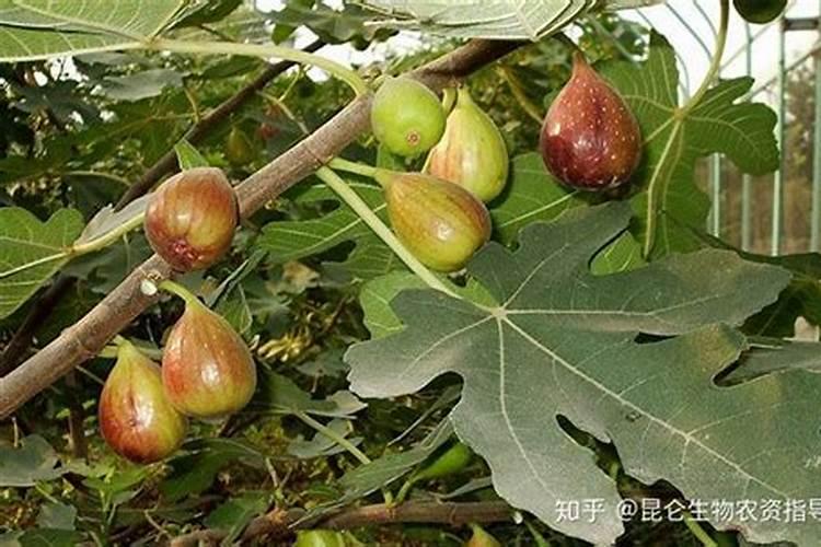 氮肥有哪些作用