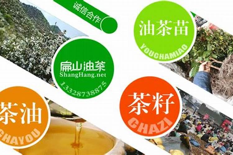 油茶施肥最佳时间