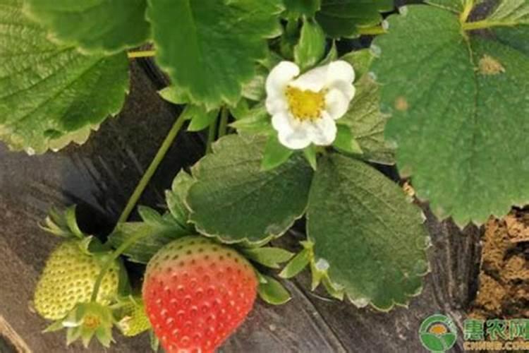 保定市区在那买大量元素水溶肥