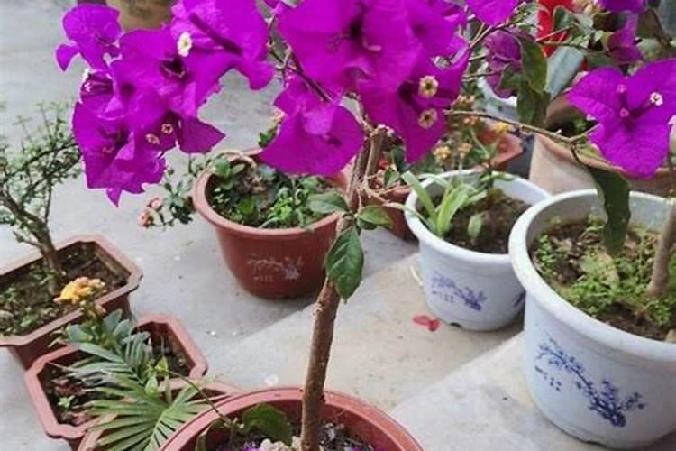 三角梅夏季怎么浇水施肥 方法是什么