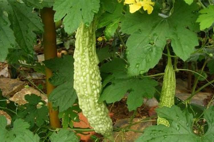 大棚黄瓜坐果期应该怎么施肥？