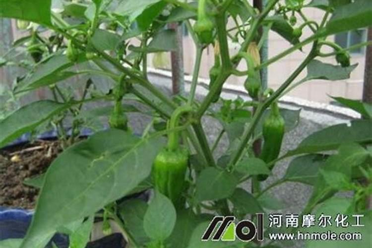 辣椒施什么肥好