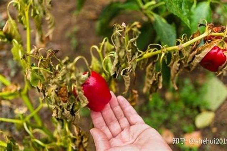 种植辣椒想要生根快,都该使用哪些肥料？